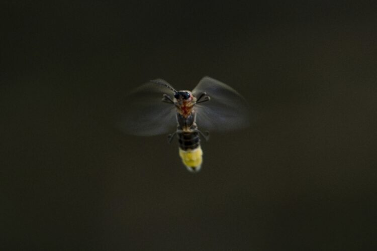 Master Gardeners Help Create Habitats for Fireflies
